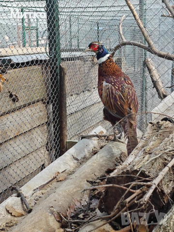 Фазани,токачки,японки, снимка 2 - други­ - 53499575