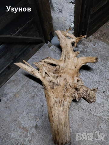 Декорация -корен от дъб, снимка 4 - Декорация за дома - 52513802