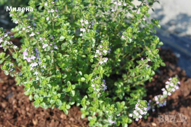 Разсад Лимонена Мащерка / Thymus citriodorus , снимка 6 - Разсади - 52021339