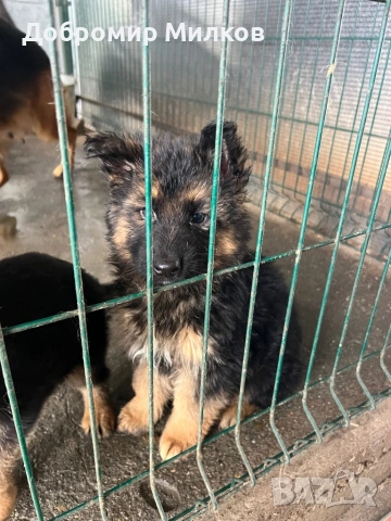Продавам Немски Овчарки, снимка 8 - Немска овчарка - 53508248