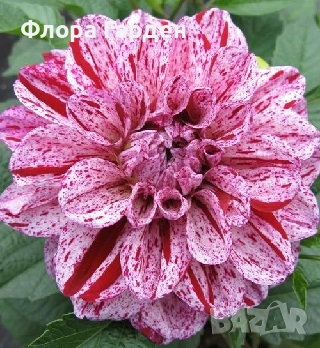 ДАЛИЯ - Глудки/ ПРЕДВАРИТЕЛНИ ПОРЪЧКИ, снимка 8 - Сортови семена и луковици - 44793217