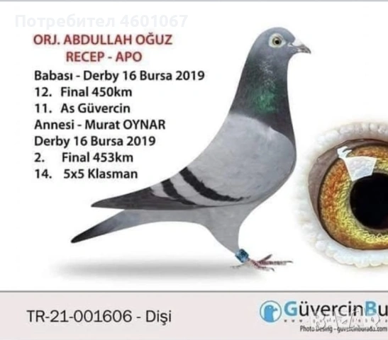 Спортни гълъби, снимка 2 - Гълъби - 53597945