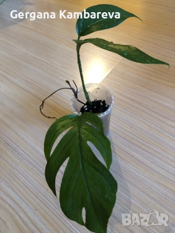 Epipremnum pinnatum Baltic Blue 