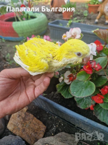 Ръчно хранени Монашески Папагалчета