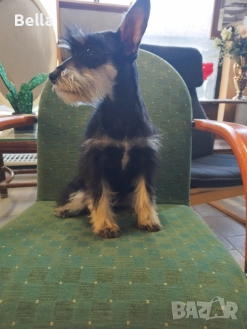 Мини шнауцер 