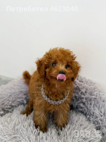 Ръчно изработени поводи и нашийници за кучета 