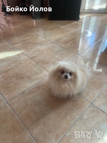 Продавам померан на 4 години некастриран, снимка 3 - Померан - 53657483
