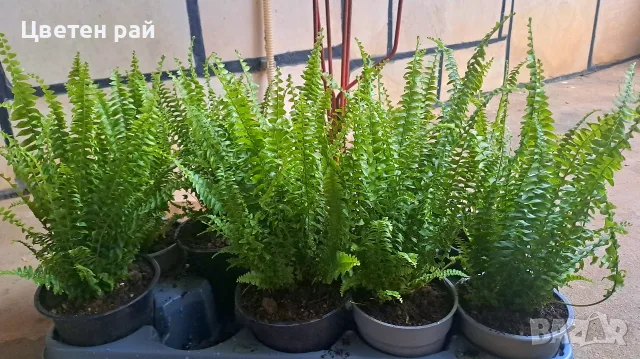 Стайна папрат пречистваща въздуха в дома, снимка 4 - Стайни растения - 56046217