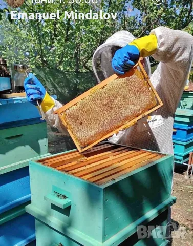 Пчелен мед от с. Правище, снимка 2 - Пчелни продукти - 56058235
