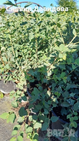 декоративни храсти и растения, снимка 7 - Градински цветя и растения - 51517818