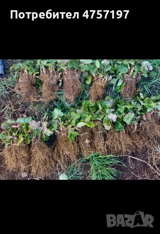 Расад ягоди и малини 