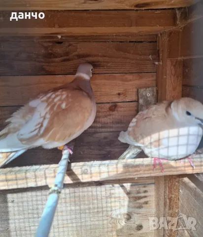 скумруци-гугутки, снимка 2 - Гълъби - 48050041