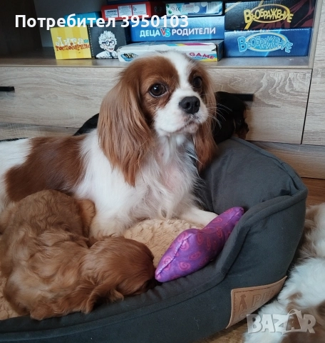 Кавалер Кинг Чарлз шпаньол, снимка 3 - Кавалер кинг чарлз шпаньол - 52918611