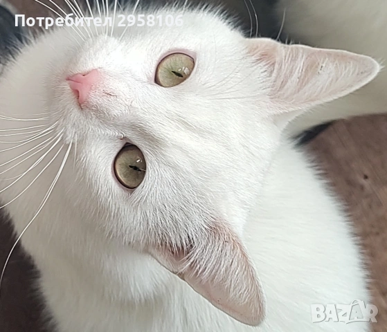 бяло коте, британска късокосмест, 9 мес.