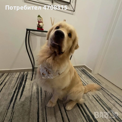 Голдън ретривър момче родословен баща, снимка 6 - Голдън ретривър - 53504464