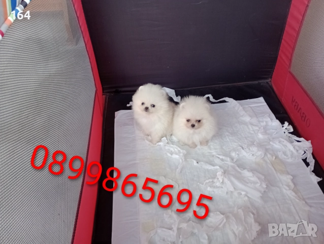 Мини Померани Миниатюрни минита. Снимки от 24.12.25 г