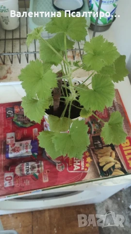 Кралско мушкато, снимка 1