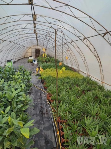 Плачеща бреза Youngi, снимка 2 - Градински цветя и растения - 44196160