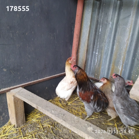 Оплодени яйца от Американска Аракуана!!, снимка 4 - Кокошки и пуйки - 53064001