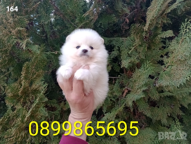 Женски Померан. Реални снимки от 26.02.26 г. , снимка 5 - Померан - 53598305