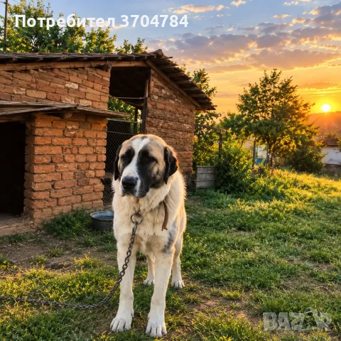 Продавам българска овчарка