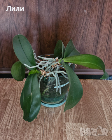 Oрхидея фаленопсис - 2 растения в саксия