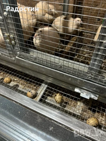 Клетка за пътпъдъци носачки , снимка 6 - други­ - 47958016