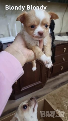 Чихуахуа мъжко Вече на 40-дни, снимка 4 - Чихуахуа - 53598696