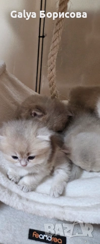 Родословни Британски котета , снимка 4 - Британска късокосместа - 53502654