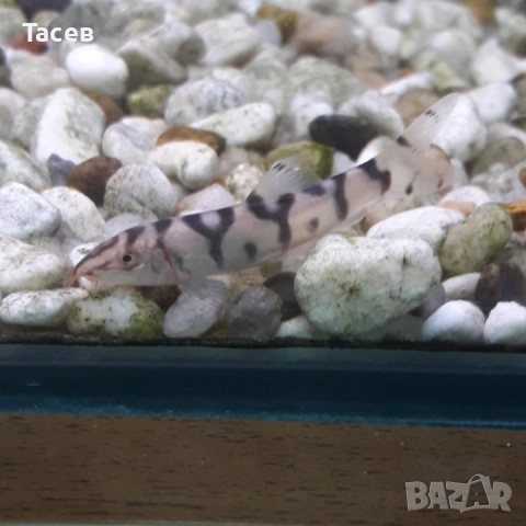 Боция лохачага 5см