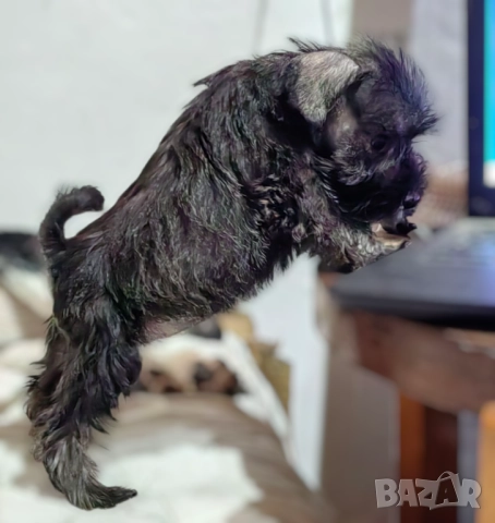 Кученца миниатюрен шнауцер с черен пипер и сол, снимка 2 - Други - 52346051