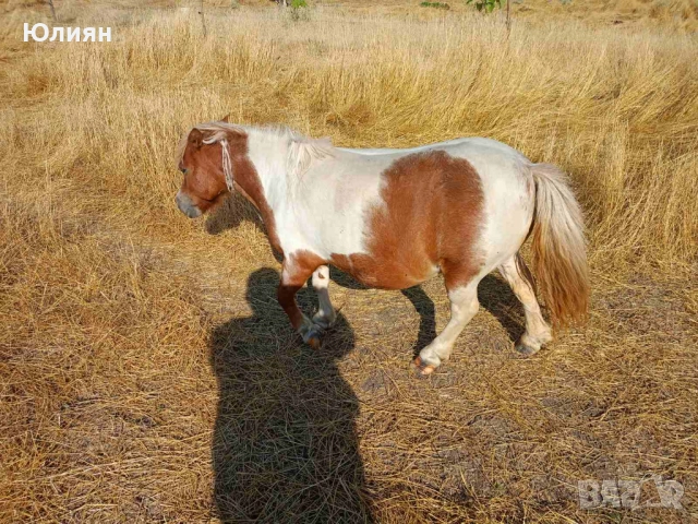 Продавам понита и коне, снимка 5 - Коне - 47149898