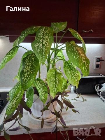 Дифенбахия в комбинация пурпорно сърце., снимка 6 - Стайни растения - 51715363
