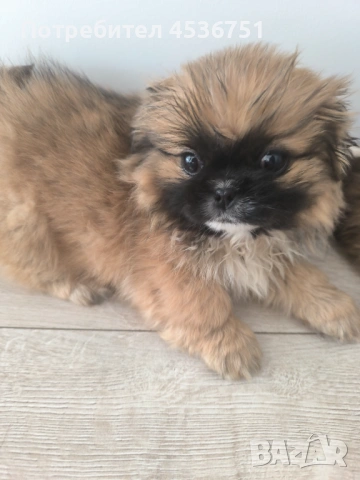 Продавам мъжки и женски пекинез , снимка 3 - Пекинез - 53483488
