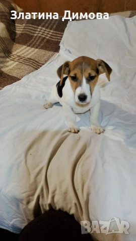 Джак ръсел териер