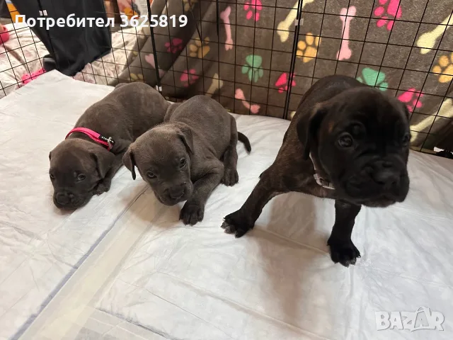 Кане Корсо - Cane Corso кученца, снимка 9 - Кане корсо - 55834113