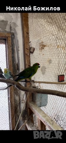 Продавам папагали Кикирики жълти и зелени, снимка 3 - Папагали - 39839039