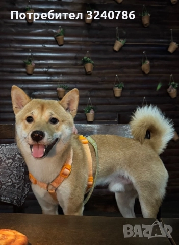 Shiba Inu За разплод Мъжко