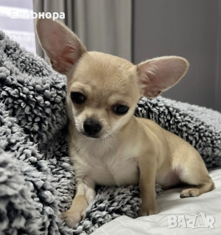Топ Мини Чихуахуа Момиченце , снимка 3 - Чихуахуа - 53210753