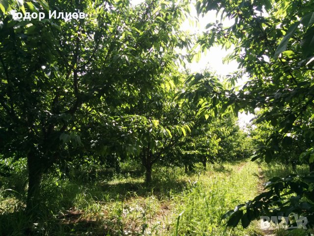 Под наем - черешова градина 4 дка между Крумово и Ягодово, снимка 1 - Земеделска земя - 44348253