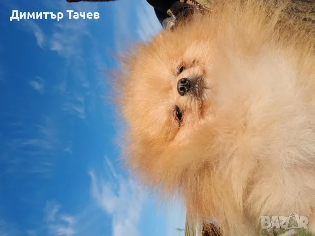 Свободен мъжки померан