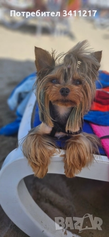 Търсим си дама , снимка 2 - Търси партньор - 52817790