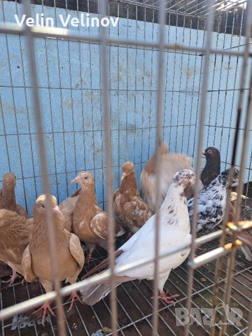 Английски типлери. , снимка 11 - Гълъби - 49562099