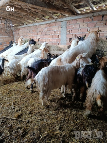 Продавам кози стадо