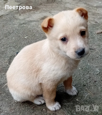 Кученца за подаряване., снимка 3 - Други - 53301045