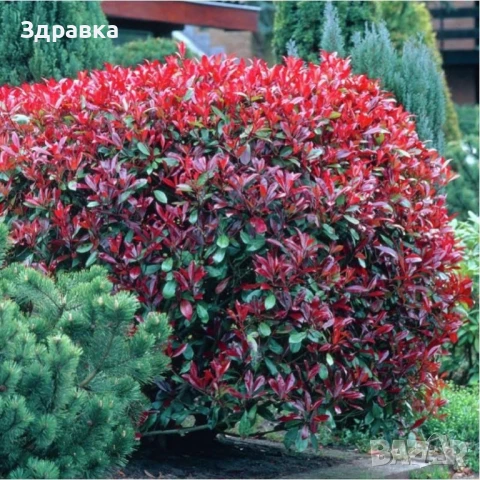 Фотиния 80см, снимка 2 - Градински цветя и растения - 42047824