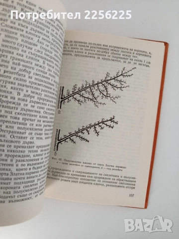 Резитба на овощните растения, снимка 3 - Специализирана литература - 52848996