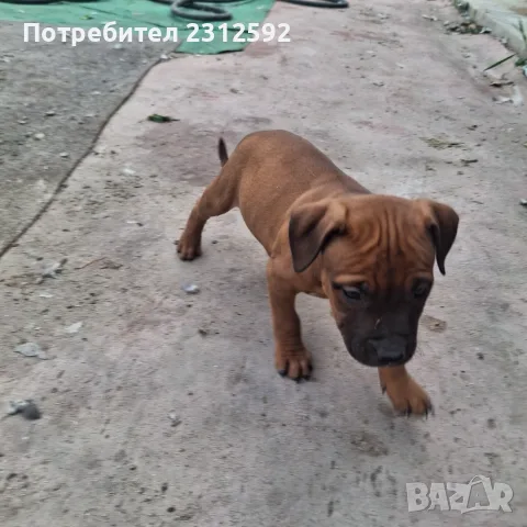 Продават се питбучета!, снимка 2 - Питбул - 56167868