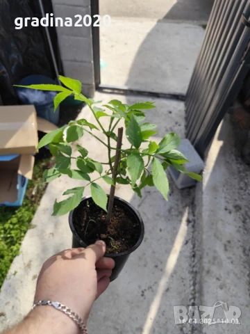  Бъз - Бял   Разсад , снимка 10 - Разсади - 40954906