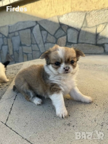 чистокръвни мини мъжки чихуахуата